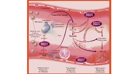 Fisiopatología de la sepsis meningocócica